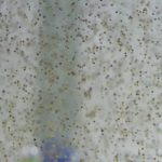 採取手順　１．水温24.5度の場合は約36時間後